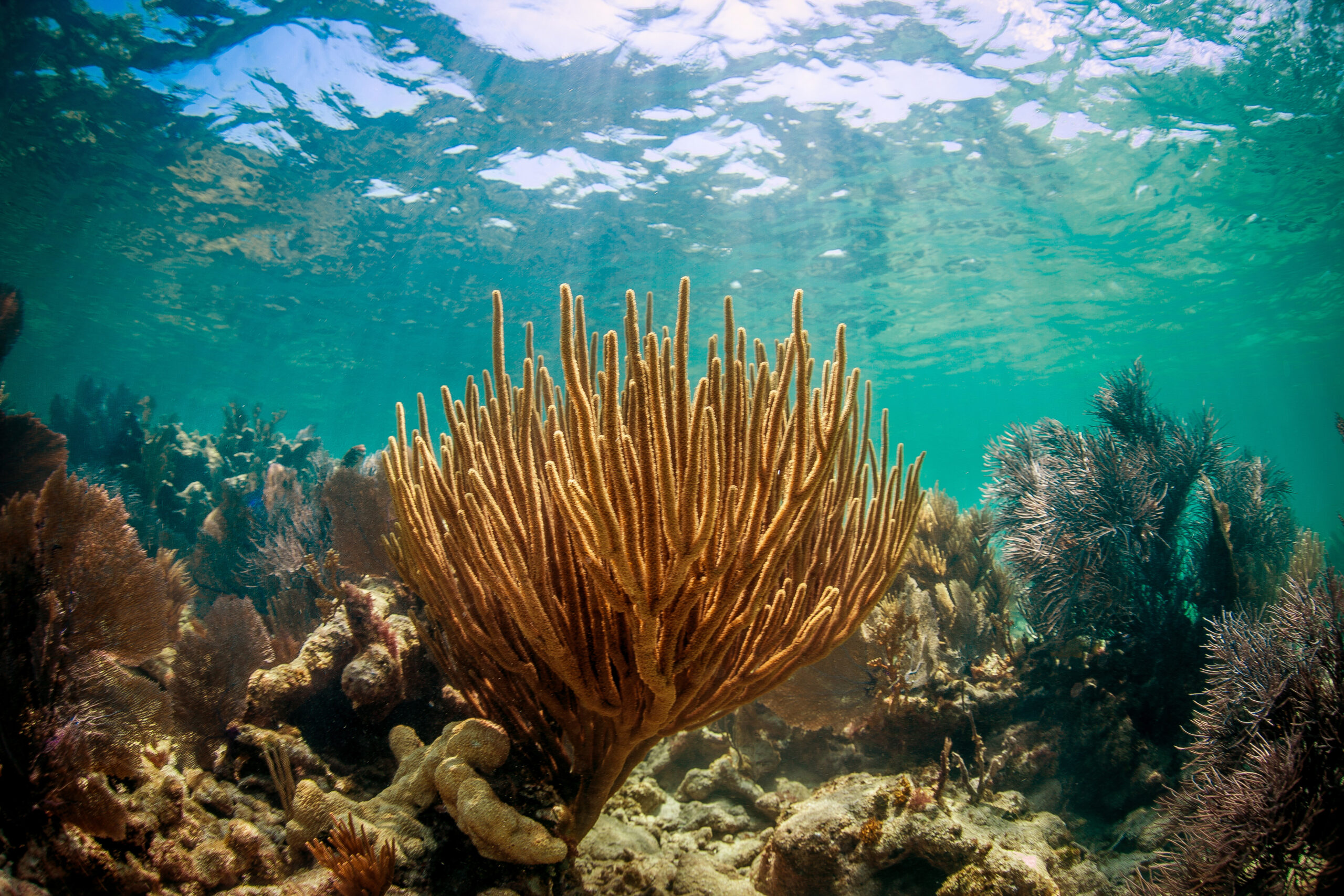 A healthy coral reef in the Florida Keys National Marine Sanctuary