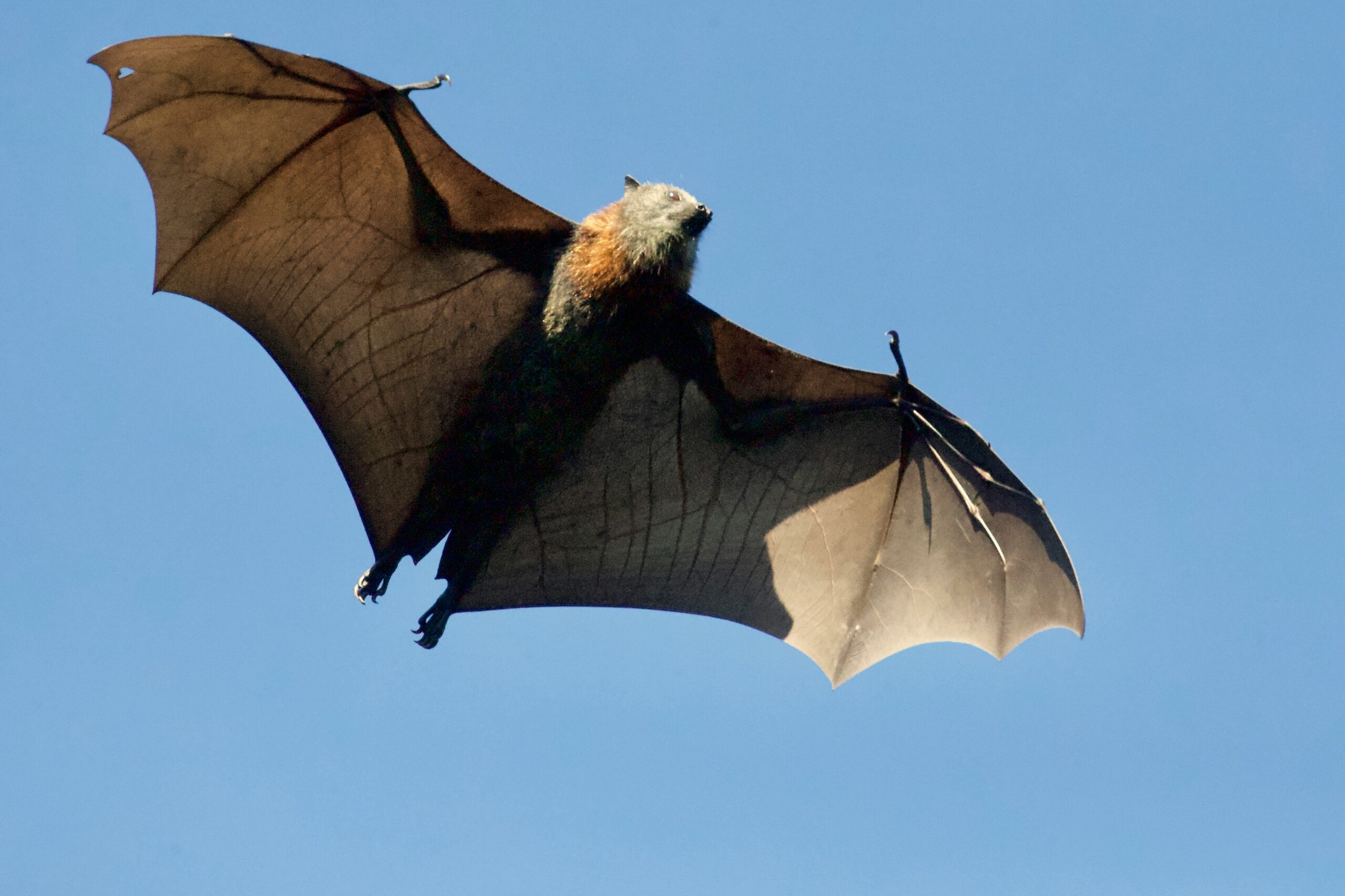 A bat flying against a clear blue sky