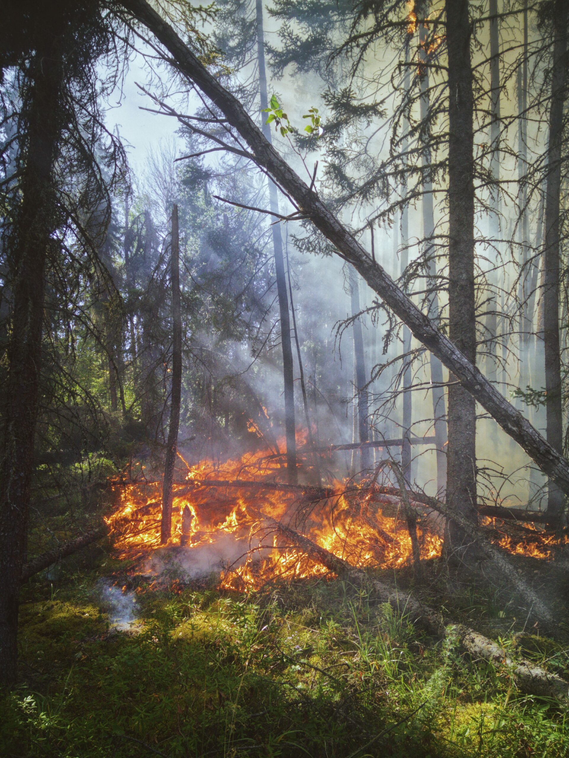 Smoke rising above flames in a forest fire
