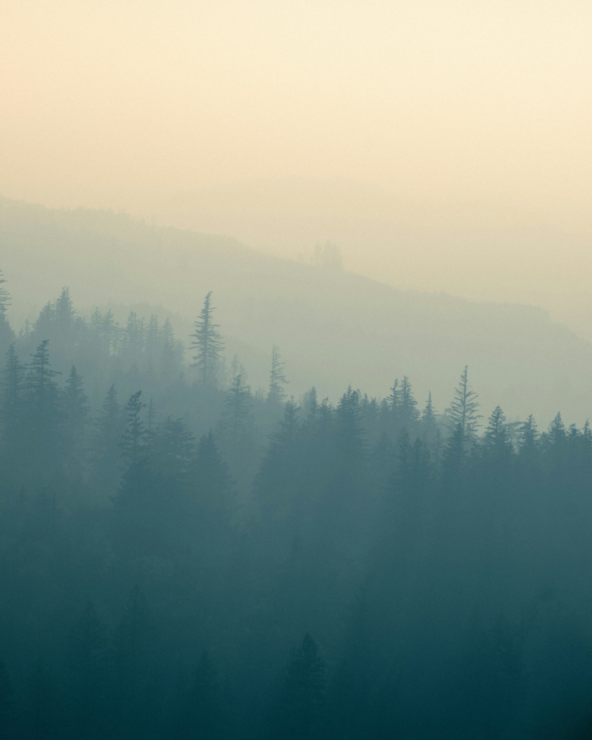 Layered evergreen forest partly obscured by wildfire smoke haze