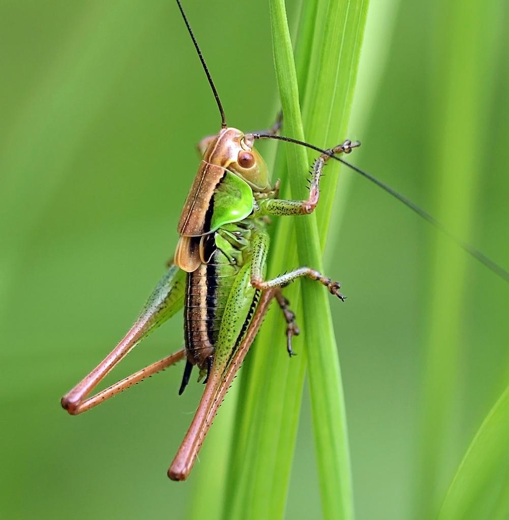 A green cricket clinging to tall grass.