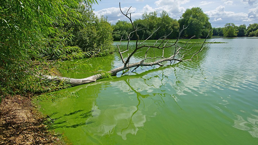 Green algal growth along a shoreline, showing how excess nutrients can fuel blooms before oxygen drops