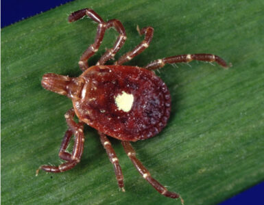 A female lone star tick shown from above.