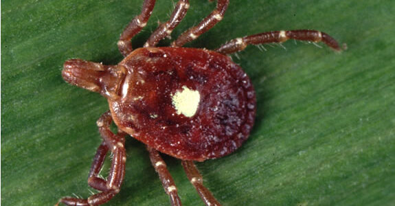 A female lone star tick shown from above.