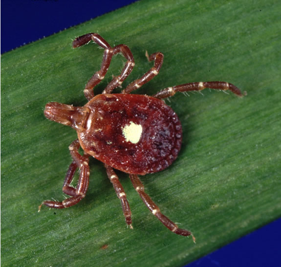 A female lone star tick shown from above.