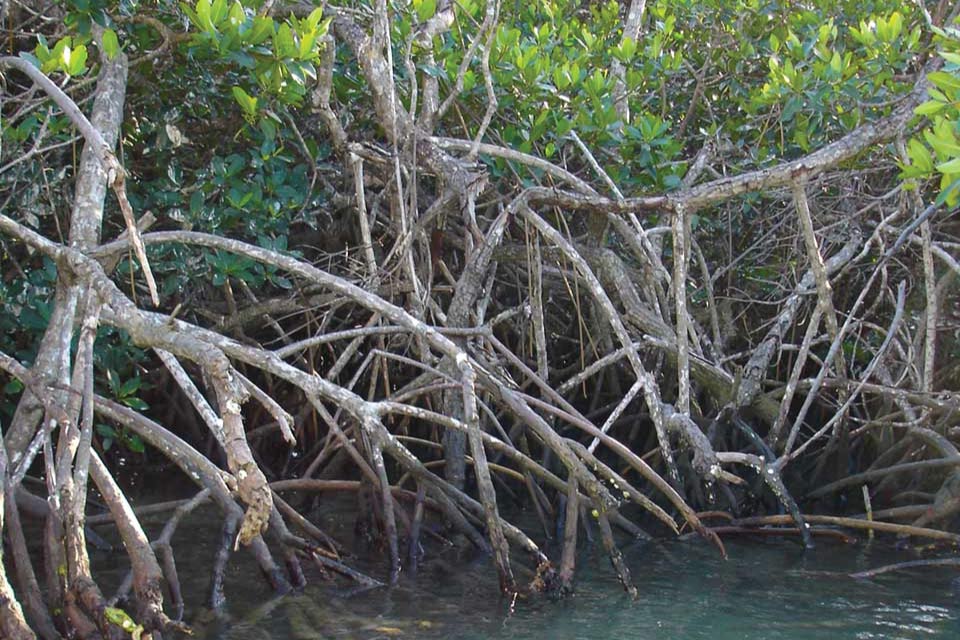 Mangrove roots growing above shallow coastal water
