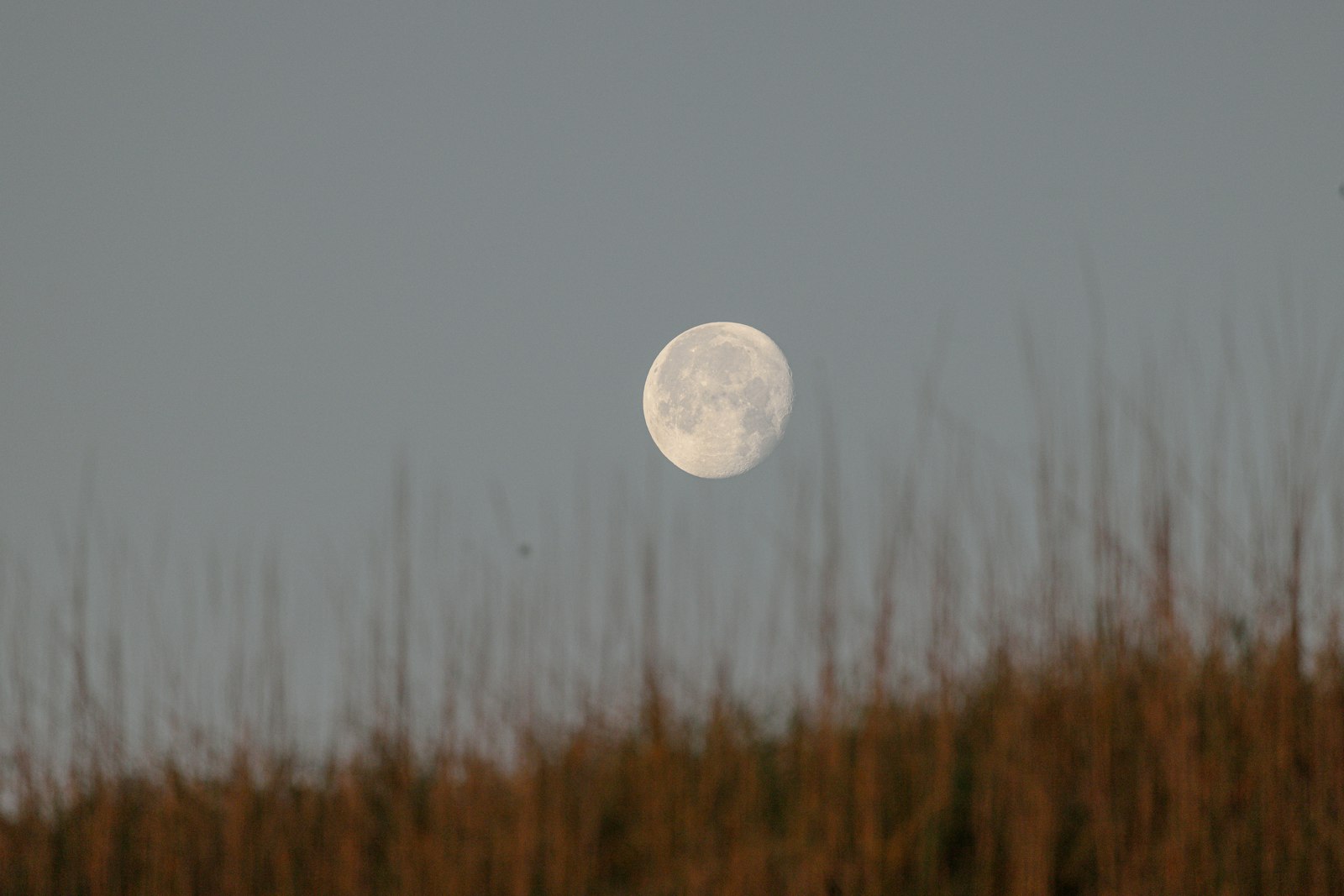A bright moon low over tall grasses at dusk