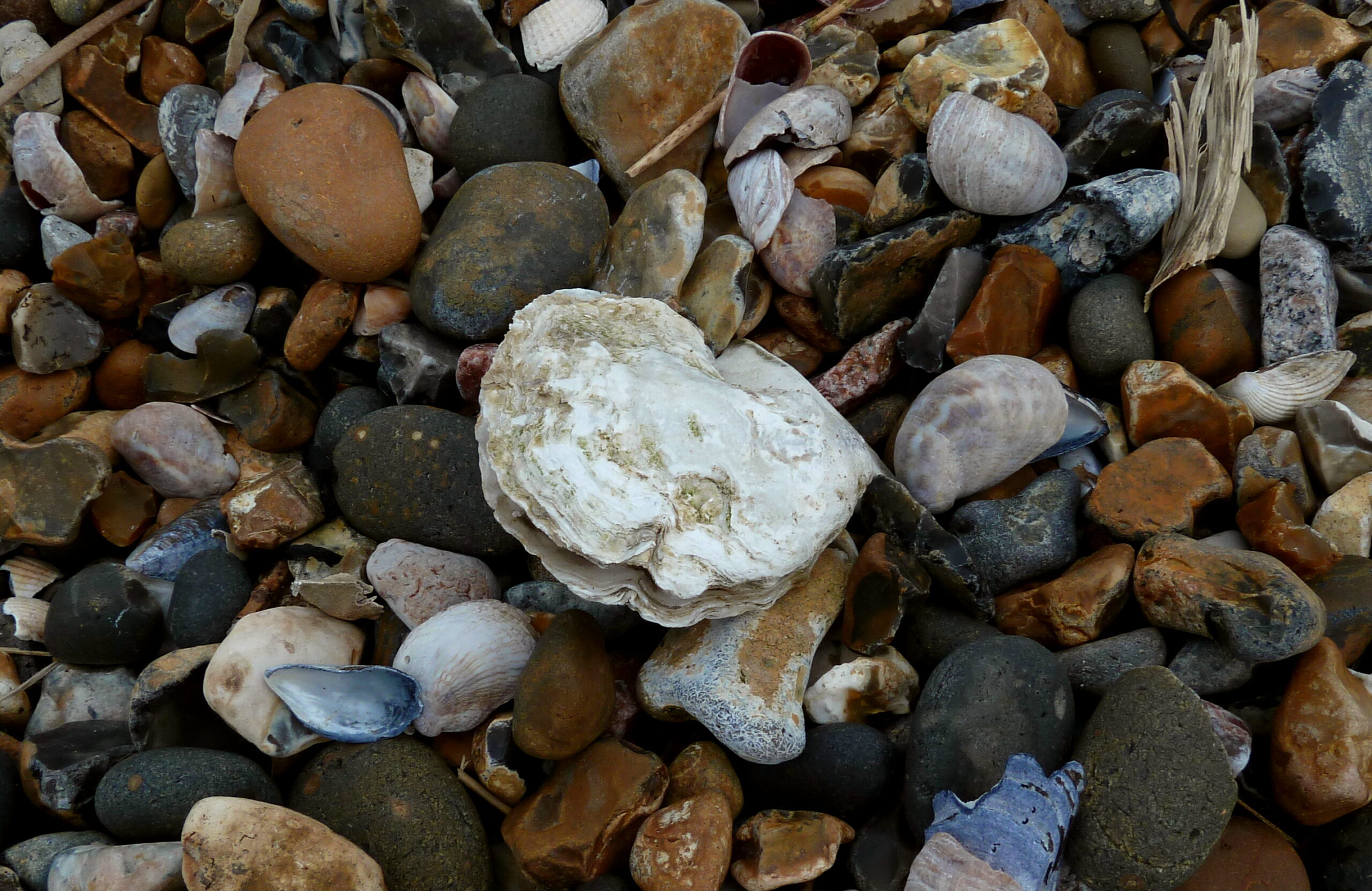 An oyster shell resting among pebbles and smaller shells on a beach
