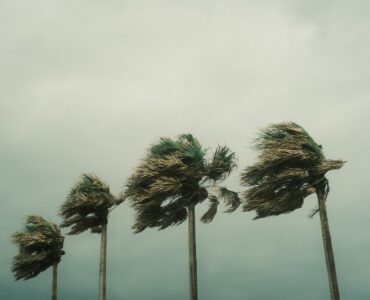 Palm trees bending in tropical storm winds as changing forecasts shape preparation decisions.
