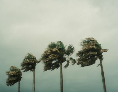 Palm trees bending in tropical storm winds as changing forecasts shape preparation decisions.