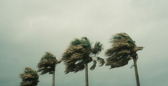 Palm trees bending in tropical storm winds as changing forecasts shape preparation decisions.