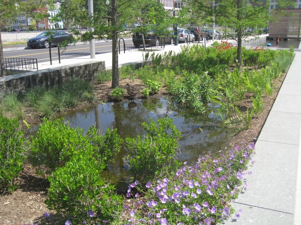 A planted rain garden beside a street designed to absorb stormwater runoff.
