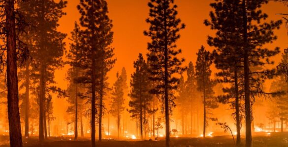 Wildfire burning through a dry forest under orange smoke-filled skies