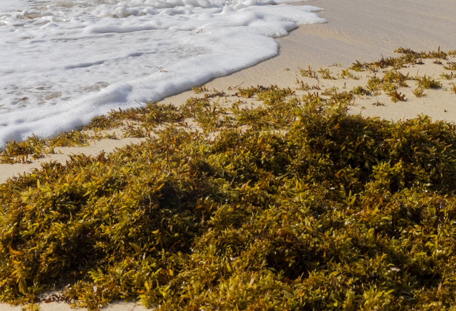 Sargassum seaweed washed onto a sandy beach near ocean waves
