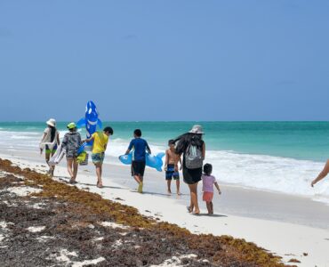 People walking beside sargassum seaweed washed onto a Caribbean beach