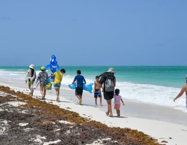 People walking beside sargassum seaweed washed onto a Caribbean beach
