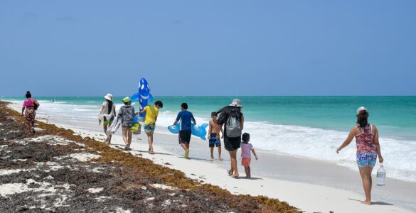 People walking beside sargassum seaweed washed onto a Caribbean beach