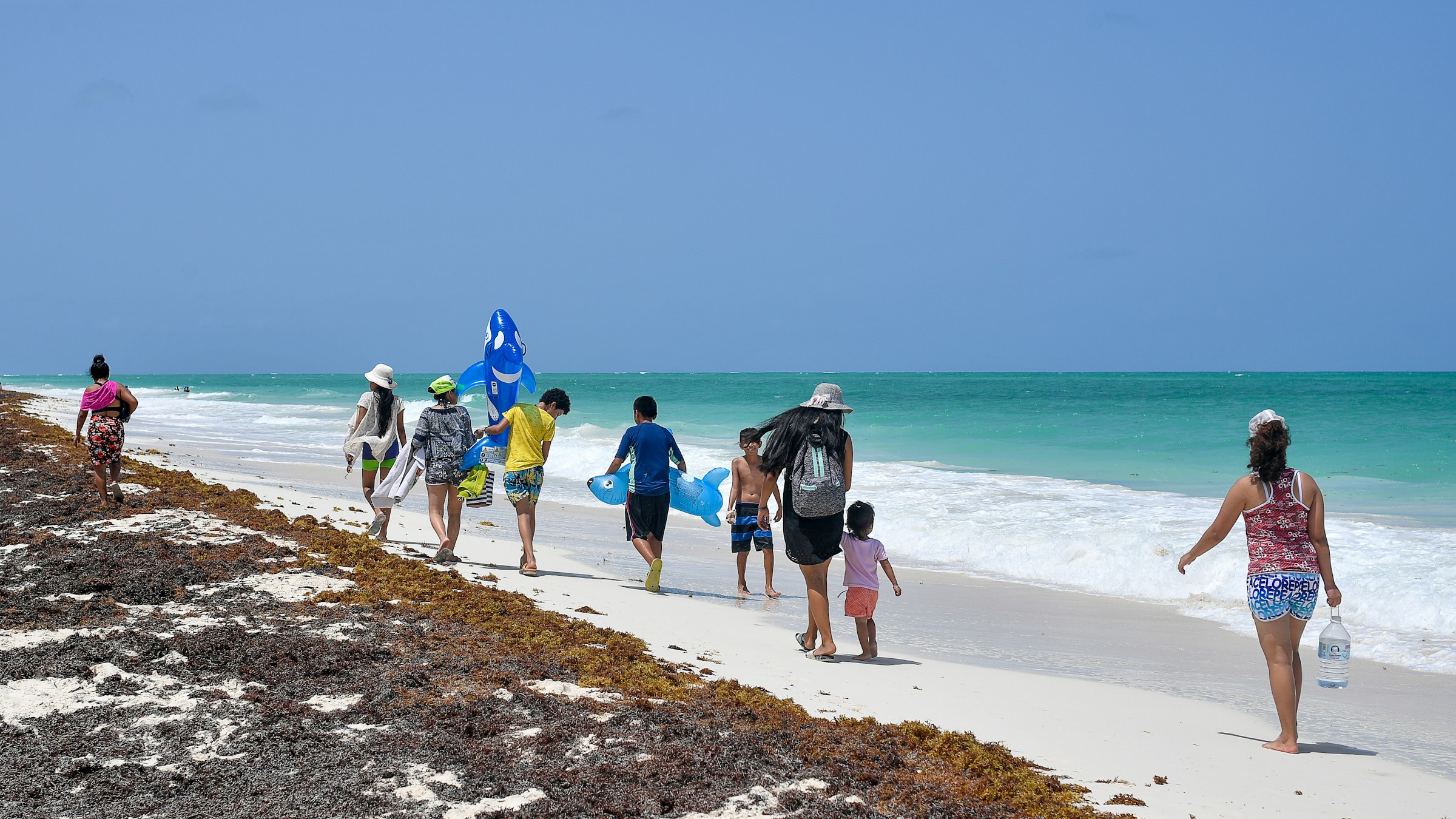 People walking beside sargassum seaweed washed onto a Caribbean beach