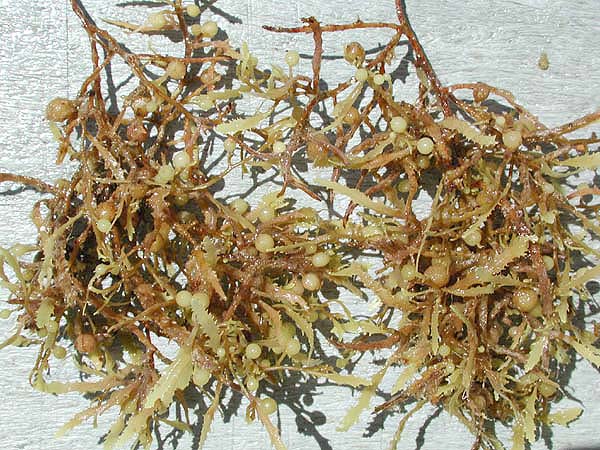 Close-up of sargassum seaweed showing small round air bladders