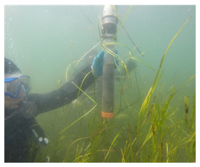 A diver collects a sediment core in a seagrass meadow
