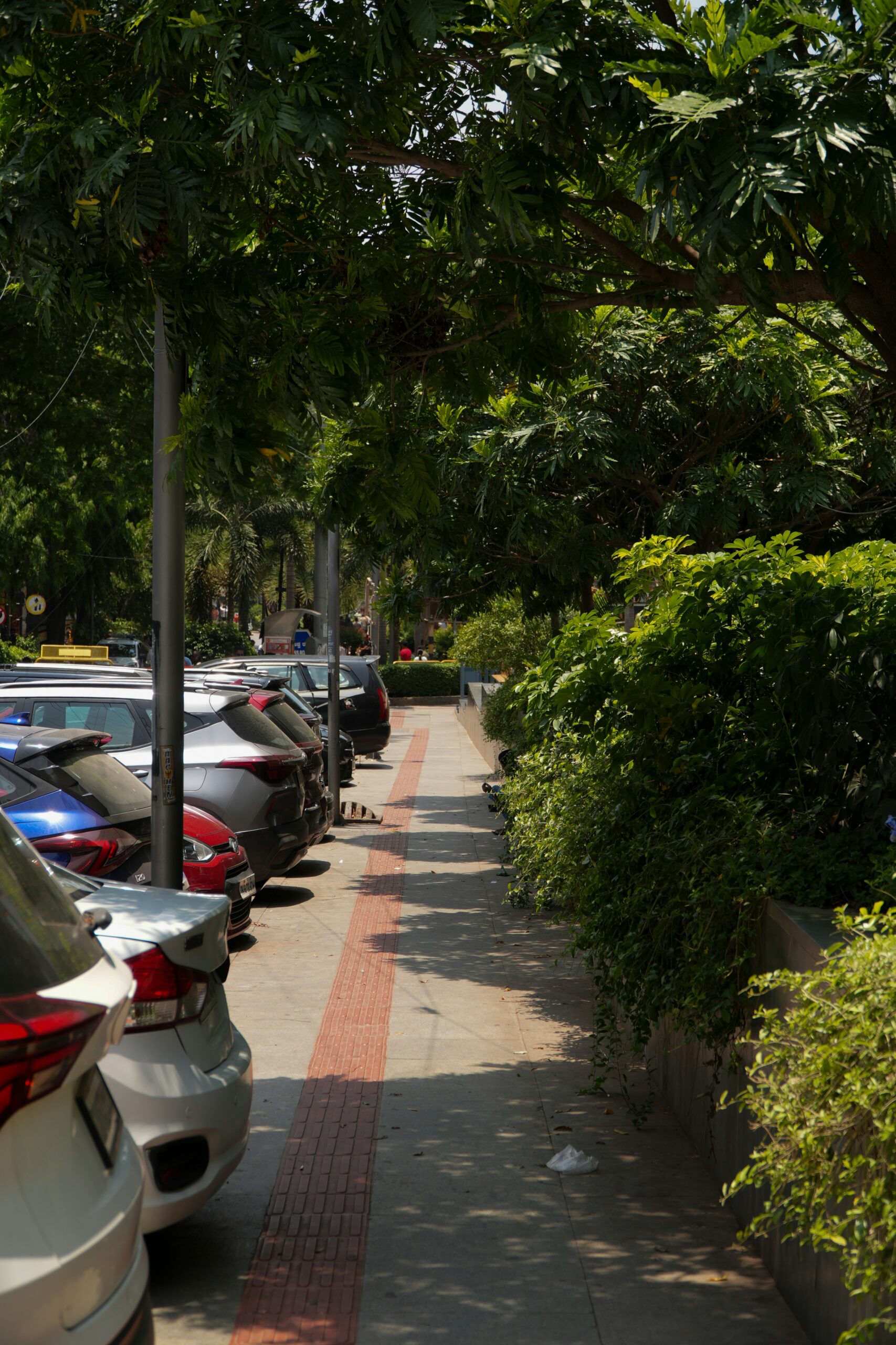 Parked cars and a city sidewalk partly shaded by thick green trees