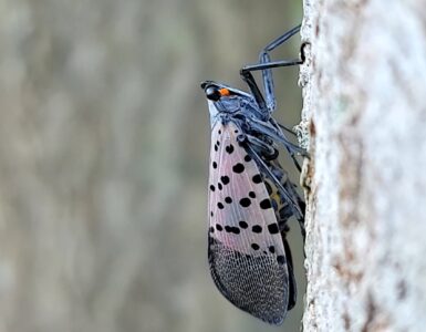 Adult spotted lanternfly resting on a tree trunk