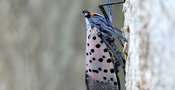 Adult spotted lanternfly resting on a tree trunk