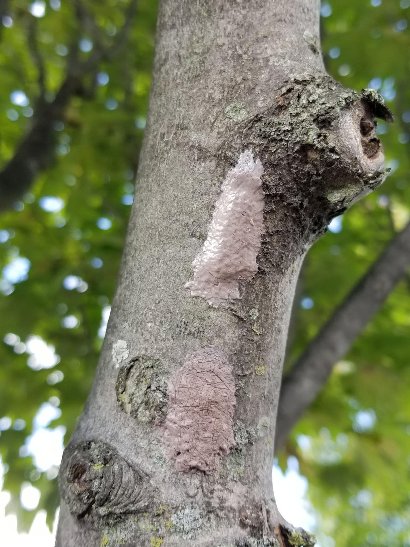 Spotted lanternfly egg masses attached to a tree trunk