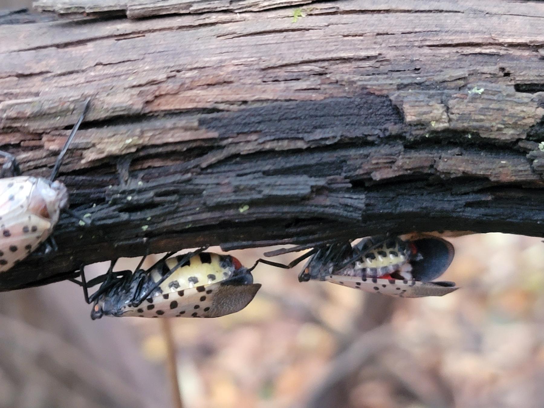 Female spotted lanternflies clinging to the underside of a vine