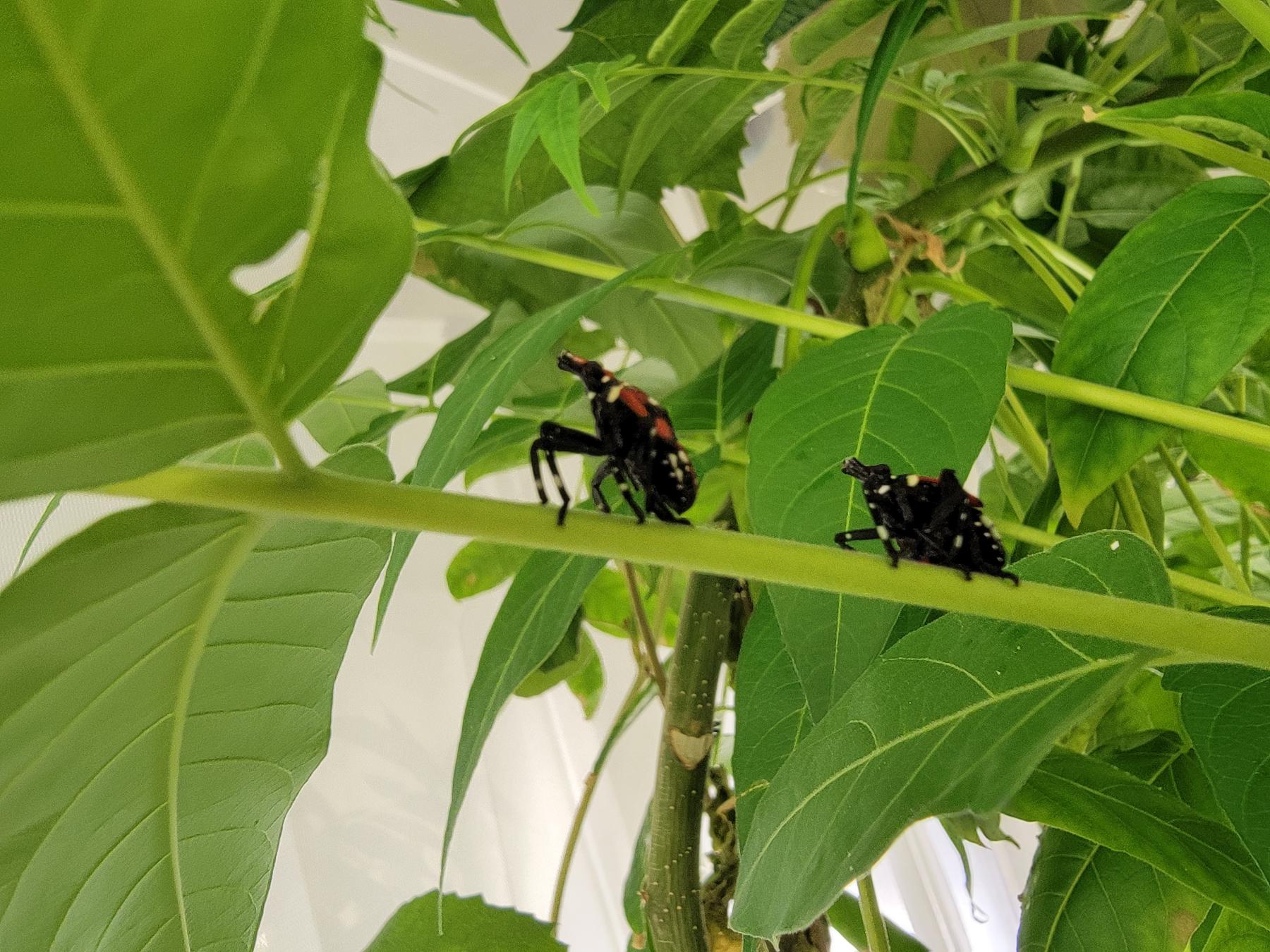 Spotted lanternfly nymphs feeding among green leaves