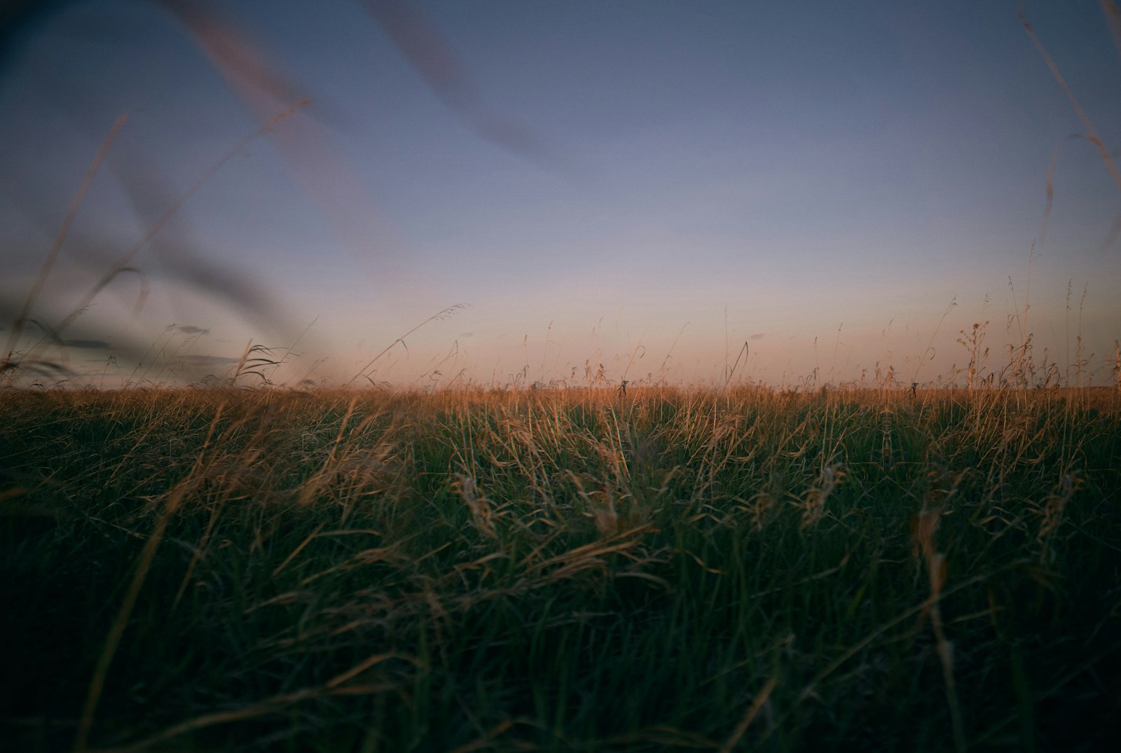 Tall grass in a field at dusk under a fading evening sky.