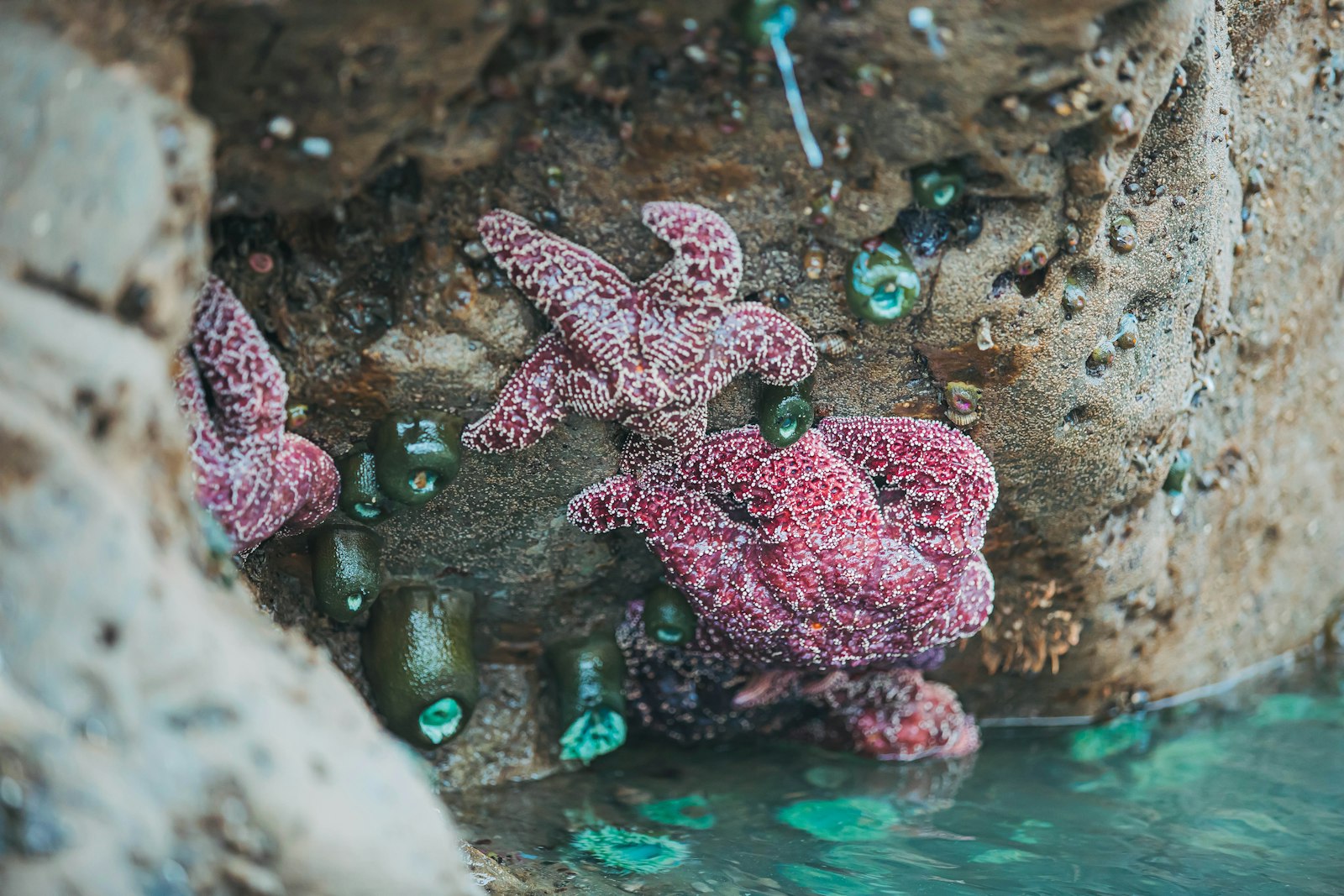 Sea stars and anemones clinging to rocks in a shallow tide pool