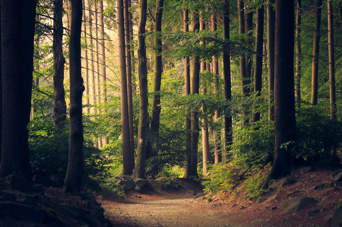 Sunlight filtering through trees and shade on a path