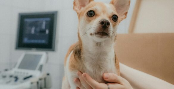 A small dog stands on a veterinary exam table during a health check
