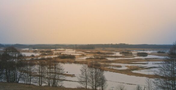 A flooded wetland landscape with grasses, shallow water, and trees