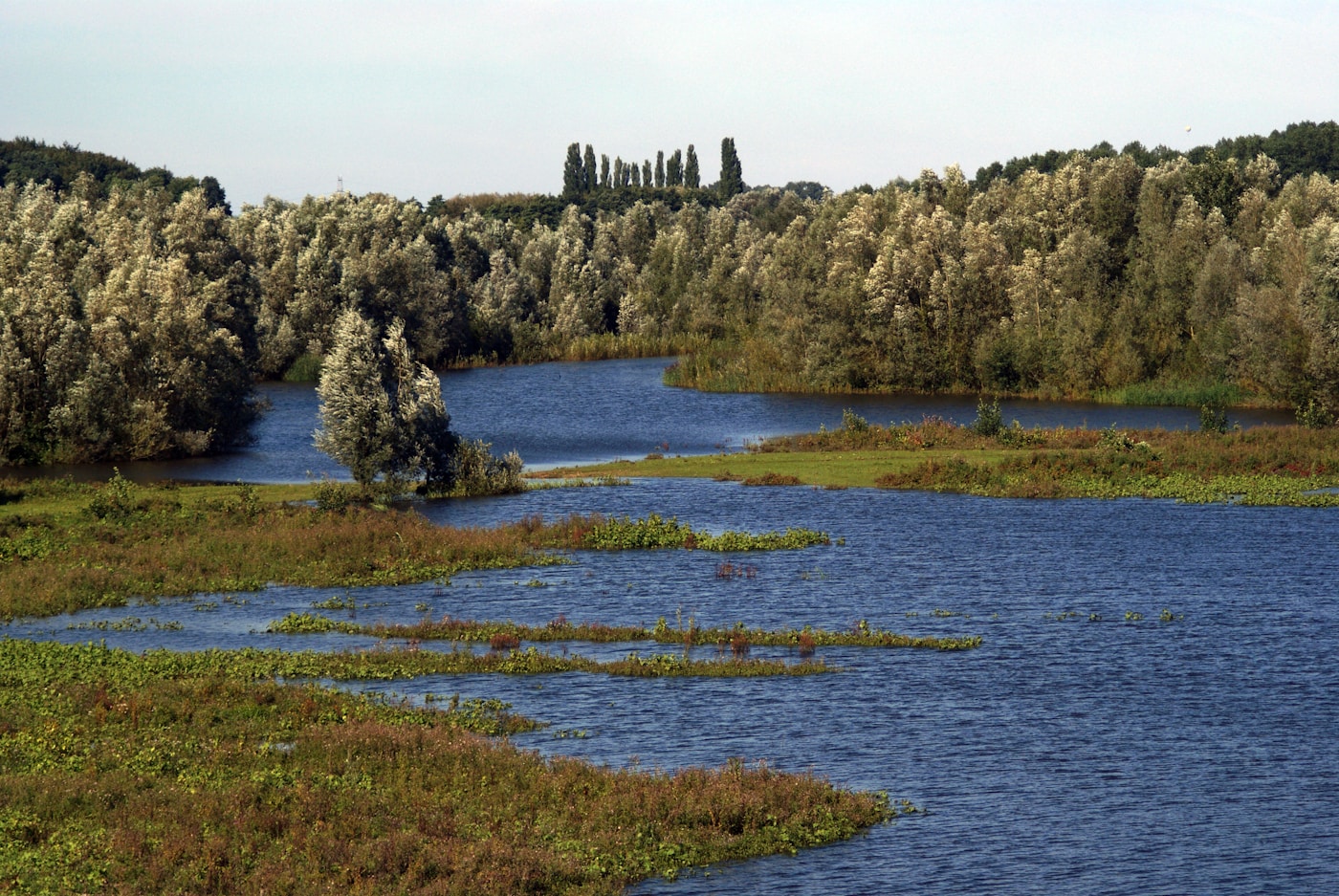 A wetland with shallow water surrounded by trees and grasses