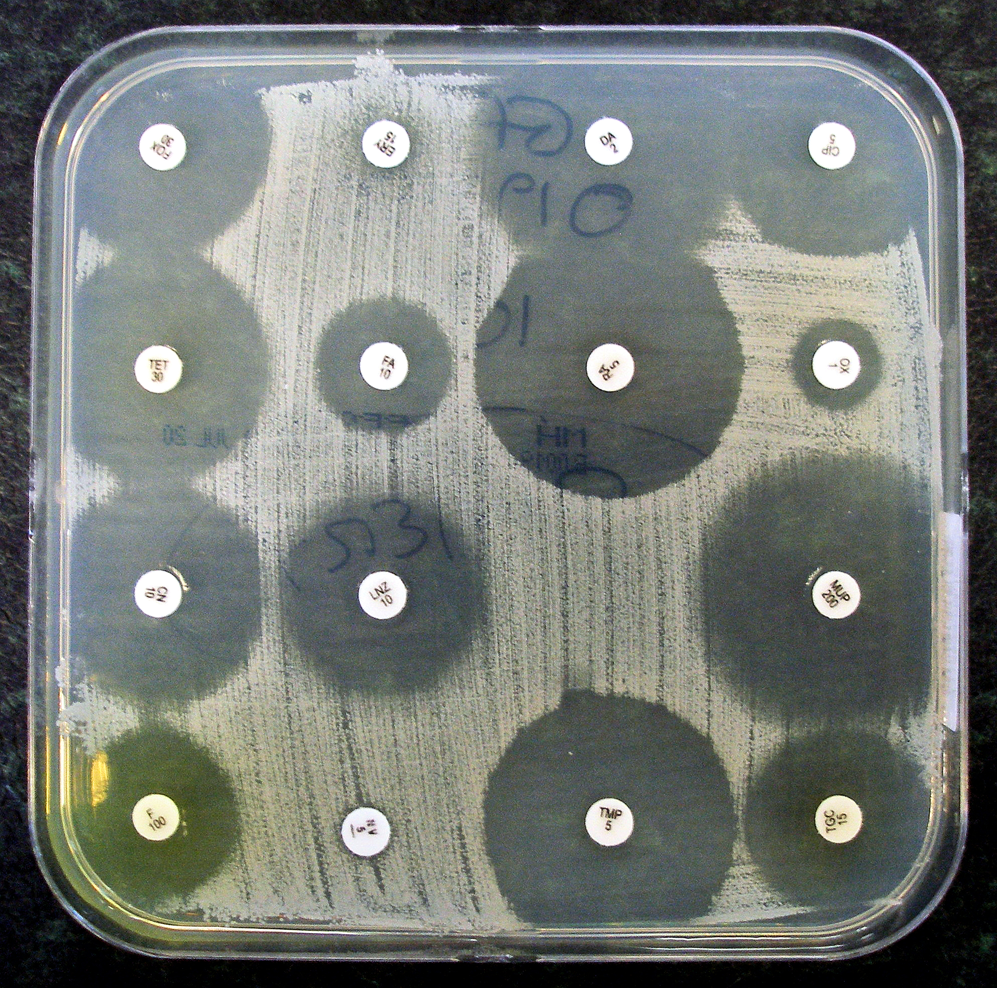 An agar plate showing clear zones where antibiotics have slowed bacterial growth