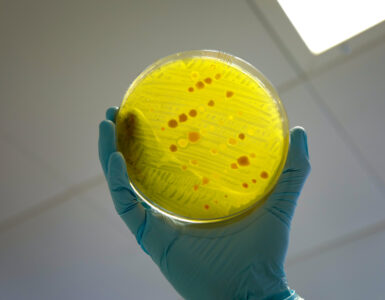 A gloved hand holding a petri dish used for antimicrobial resistance testing