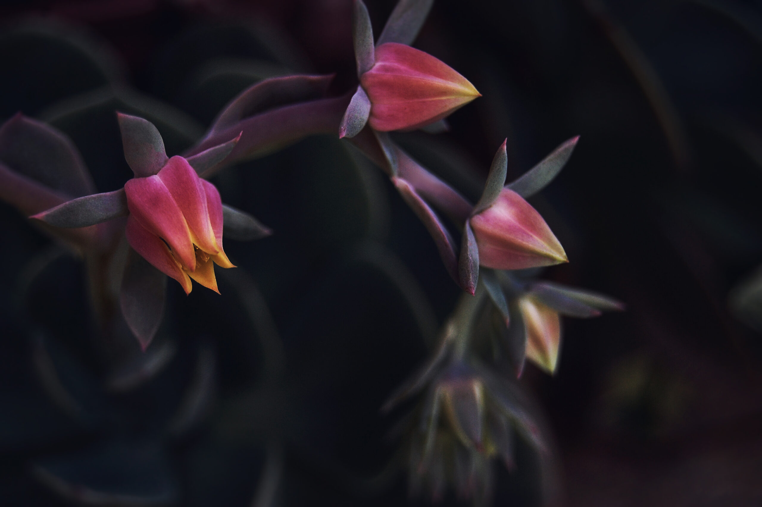 Small flower buds beginning to open