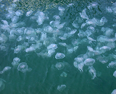 A bloom of moon jellyfish clustered together in coastal water.