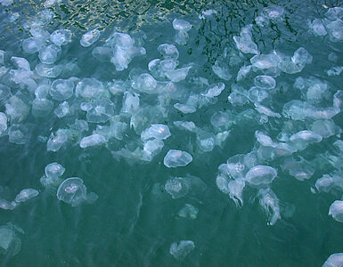 A bloom of moon jellyfish clustered together in coastal water.
