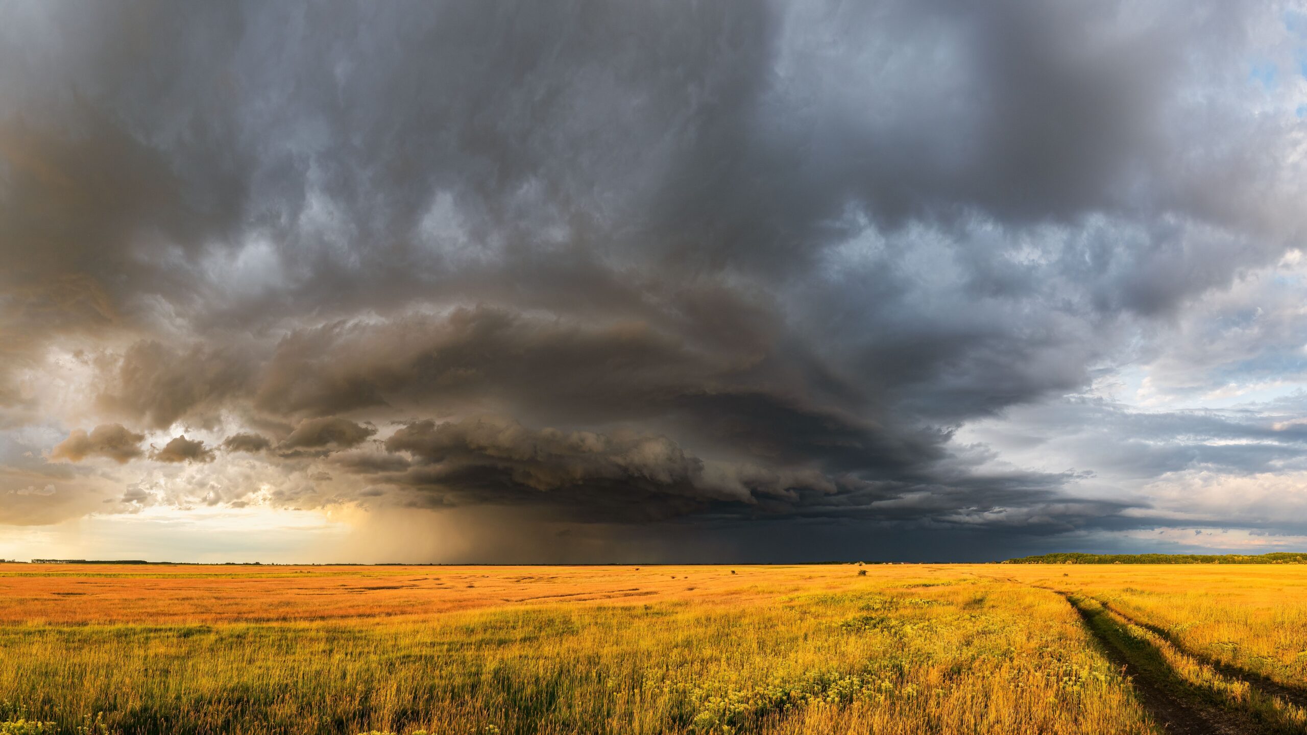 Dark storm clouds spreading over a field before damaging thunderstorm winds reach the ground.