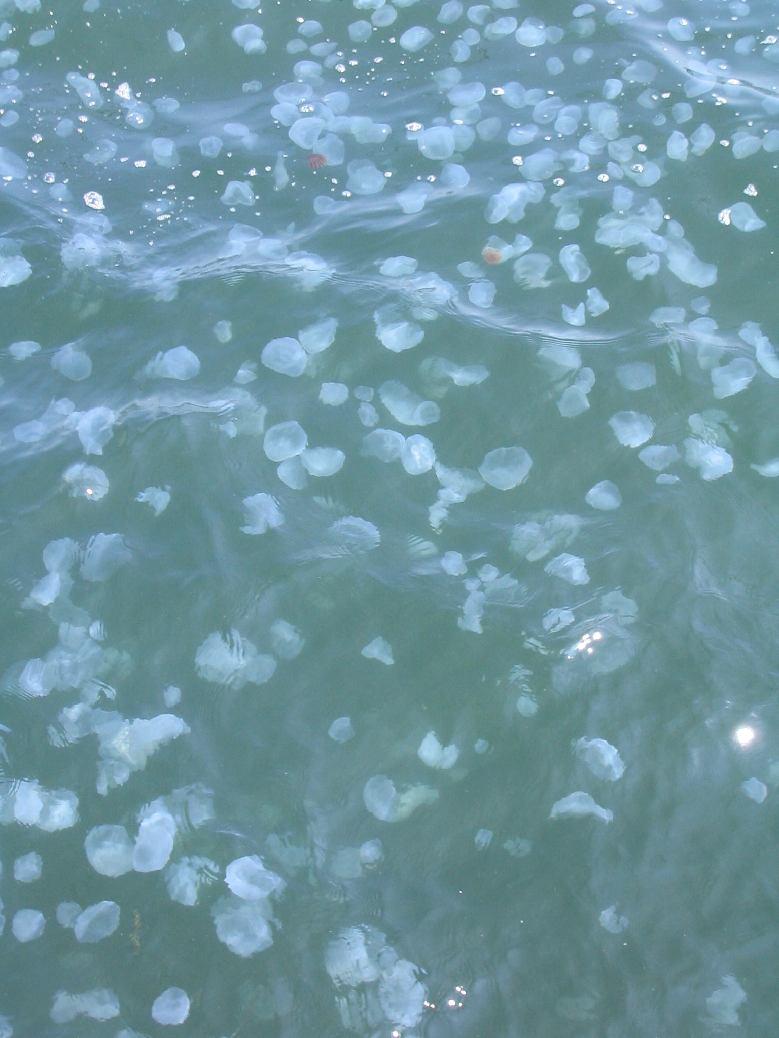 Moon jellyfish floating together in a dense bloom in coastal water.