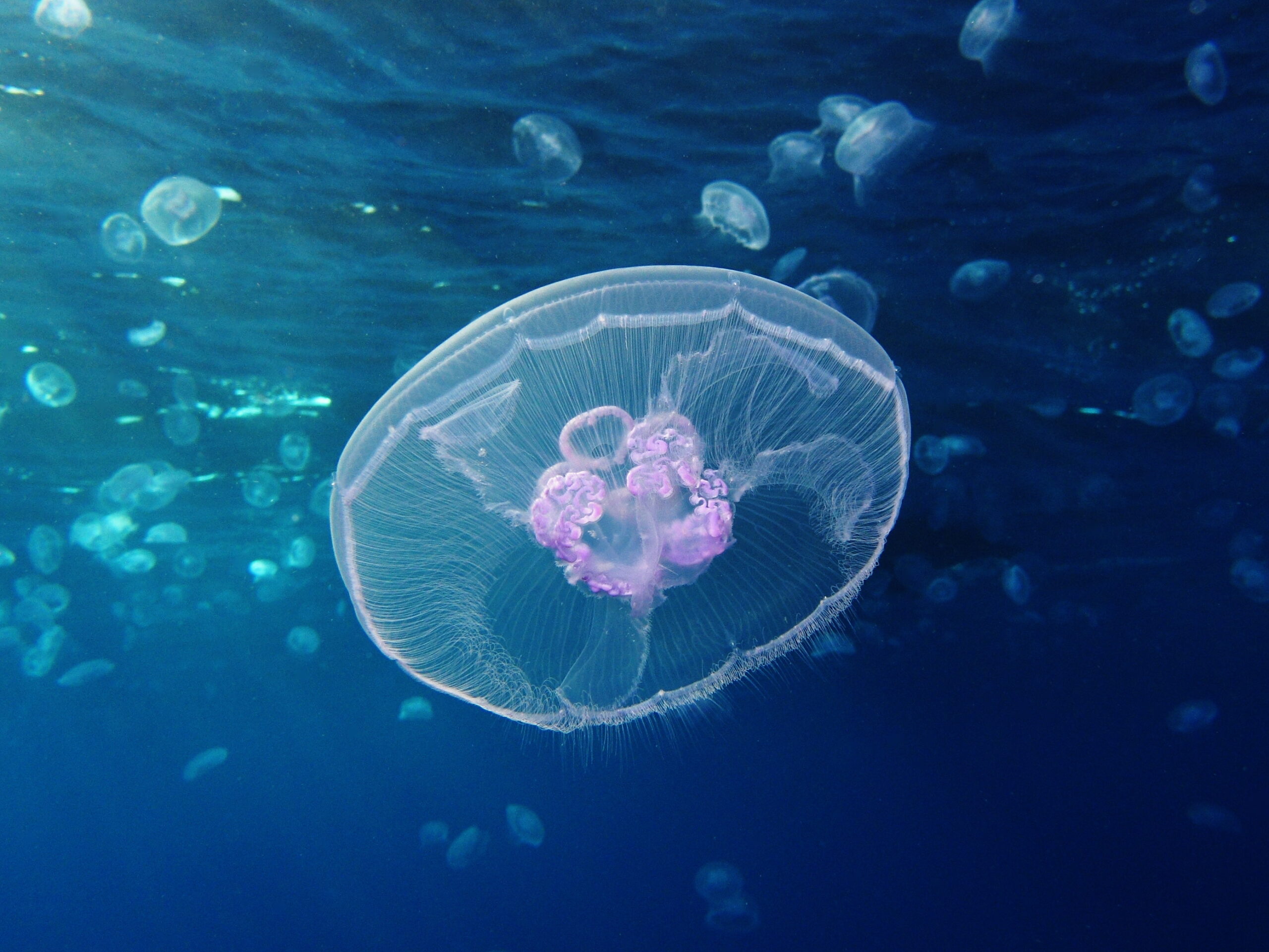 A moon jellyfish floating near the surface in clear water.