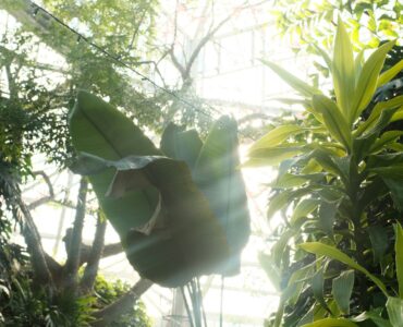 Sunlight streaming through greenhouse plants as a visual example of plant light cues