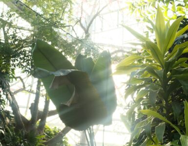 Sunlight streaming through greenhouse plants as a visual example of plant light cues