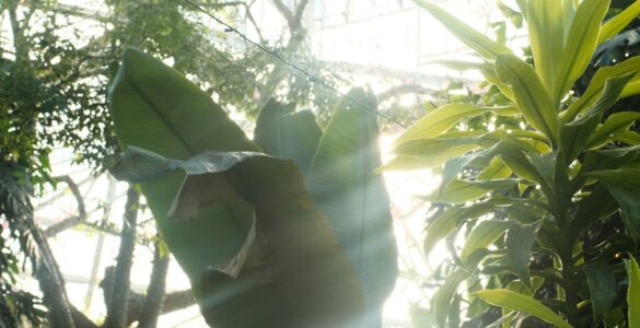 Sunlight streaming through greenhouse plants as a visual example of plant light cues
