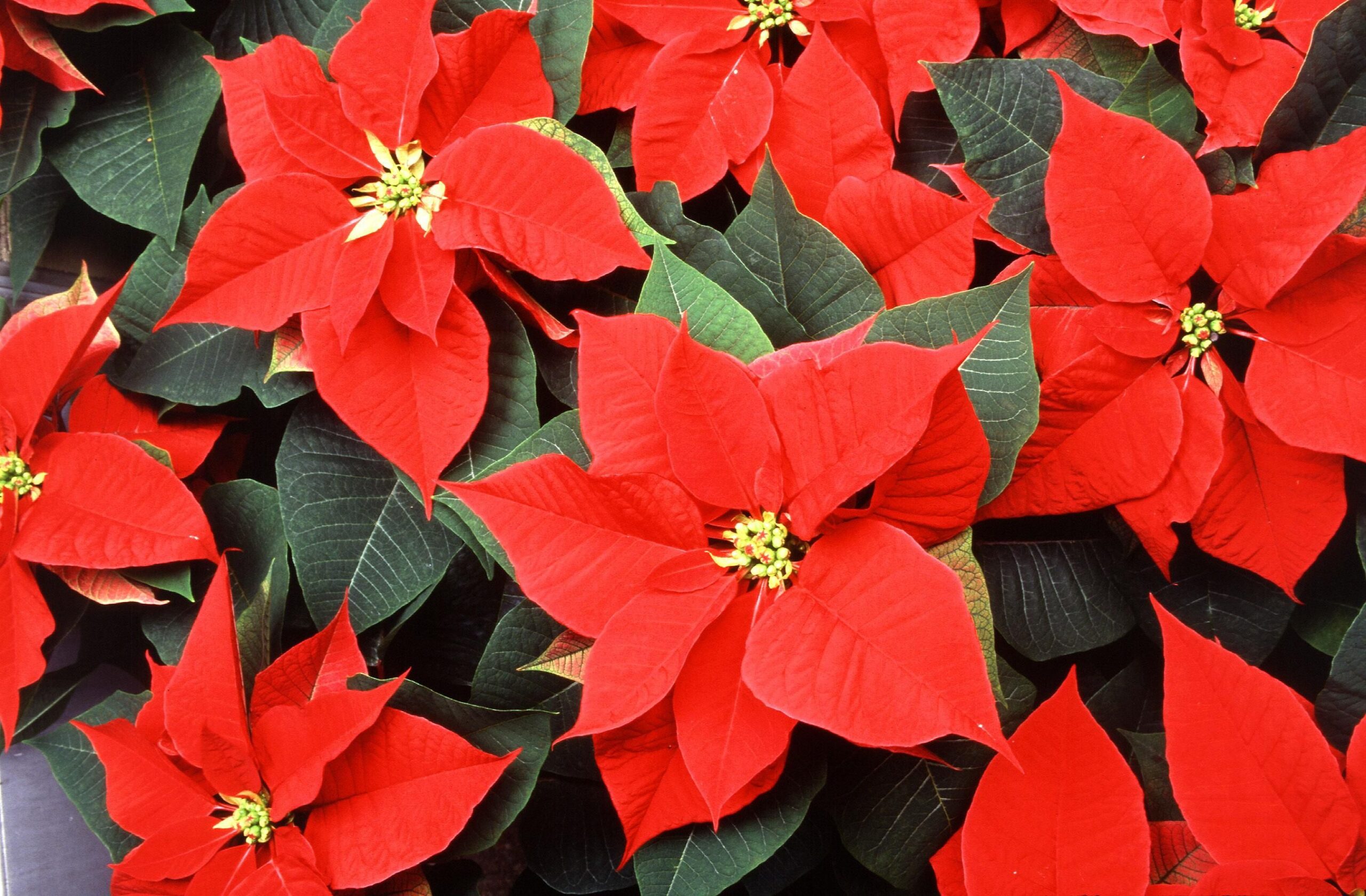 Red poinsettia bracts and small flowers clustered among dark green leaves
