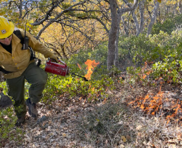 A Forest Service firefighter uses a drip torch to start a low-intensity prescribed fire in forest understory vegetation.