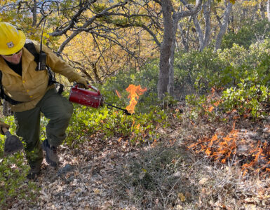 A Forest Service firefighter uses a drip torch to start a low-intensity prescribed fire in forest understory vegetation.